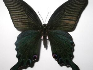 Achillides dialis