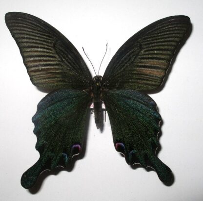 Achillides dialis