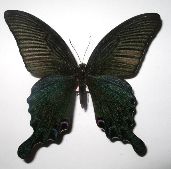 Achillides dialis