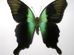 Achillides peranthus adamantius