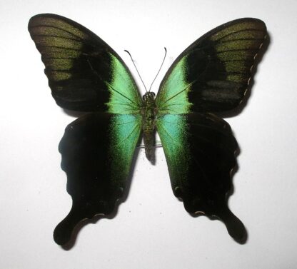 Achillides peranthus adamantius