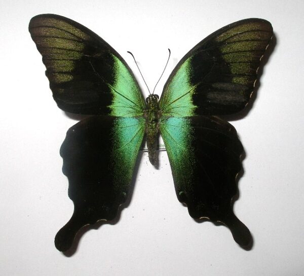 Achillides peranthus adamantius