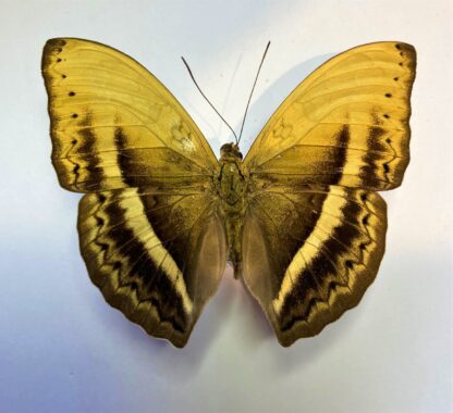 Cymothoe orphnina