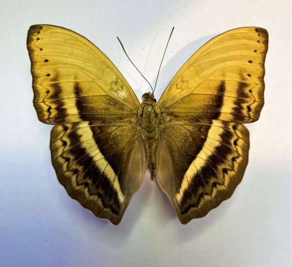 Cymothoe orphnina