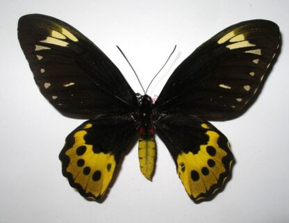 Ornithoptera paradisea chrysanthemnum