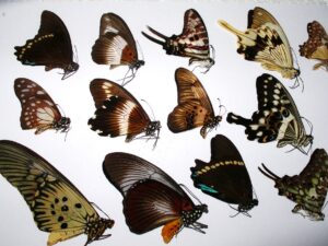 Papilio und Graphium