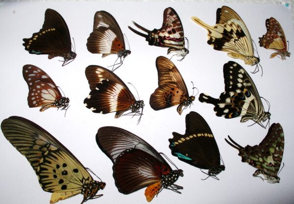 Papilio und Graphium