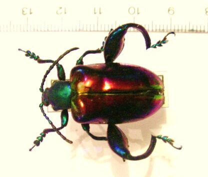 Sagra buqueti