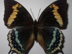 Charaxes eurialus