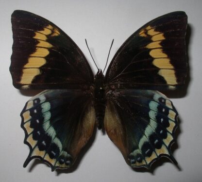 Charaxes eurialus