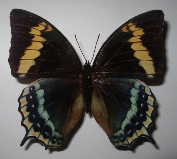 Charaxes eurialus