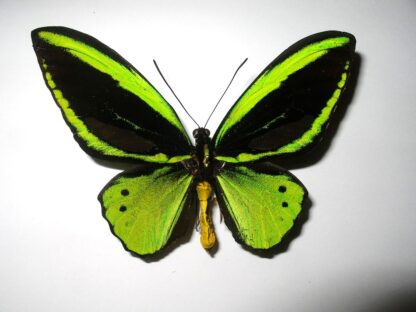 Ornithoptera priamus poseidon