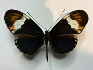 Heliconiidae