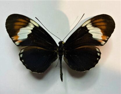 Heliconiidae