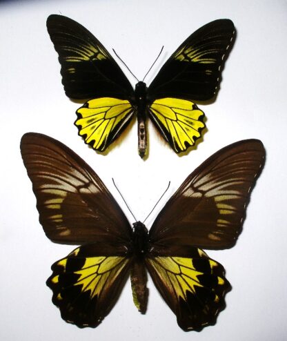 Triodes cuneifera