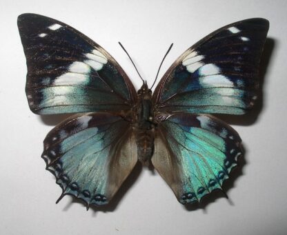 Charaxes smaragdalis
