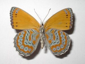 Asterope pechuelli