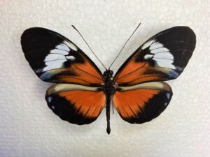Heliconiidae