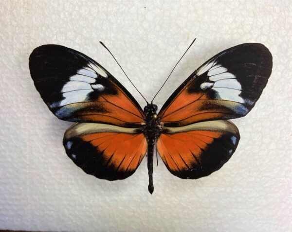 Heliconiidae