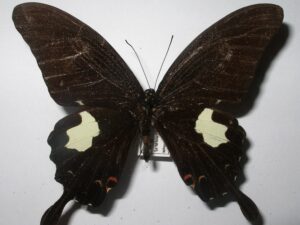 Papilio noblei