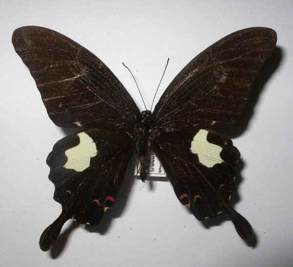 Papilio noblei