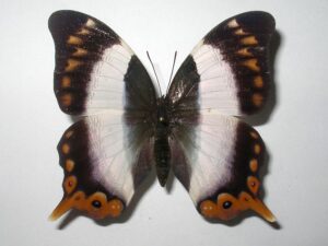 Palla violinitens
