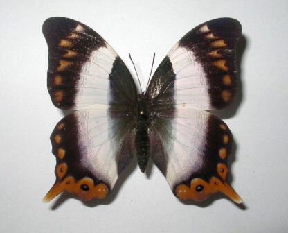 Palla violinitens