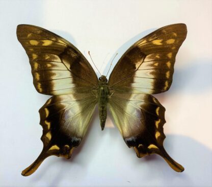 Meandrusa gyas