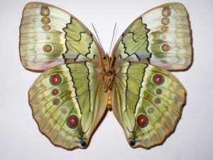 Stichtophthalma louisa