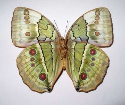 Stichtophthalma louisa