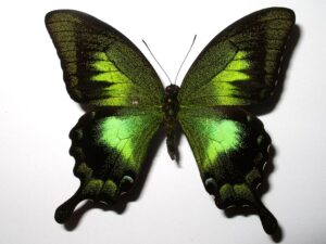 Papilio karna