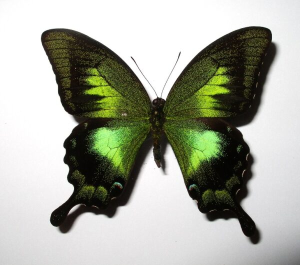 Papilio karna