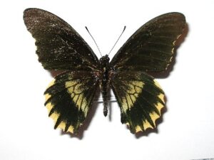 Battus streckerianus