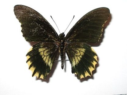 Battus streckerianus