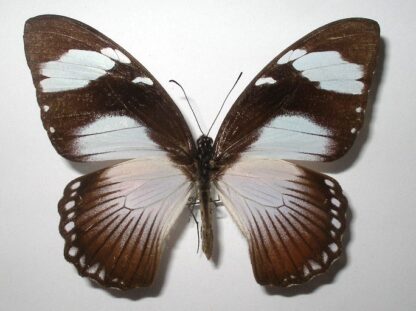 Papilio dardanus