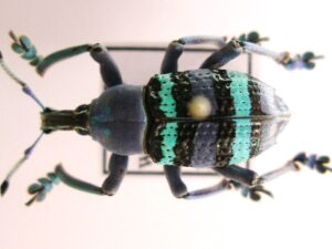 Eupholus sp.3