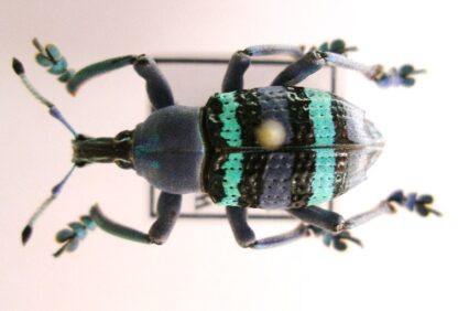 Eupholus sp.3