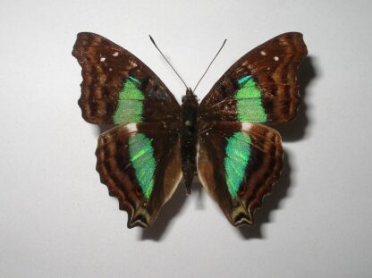 Doxocopa cherubina