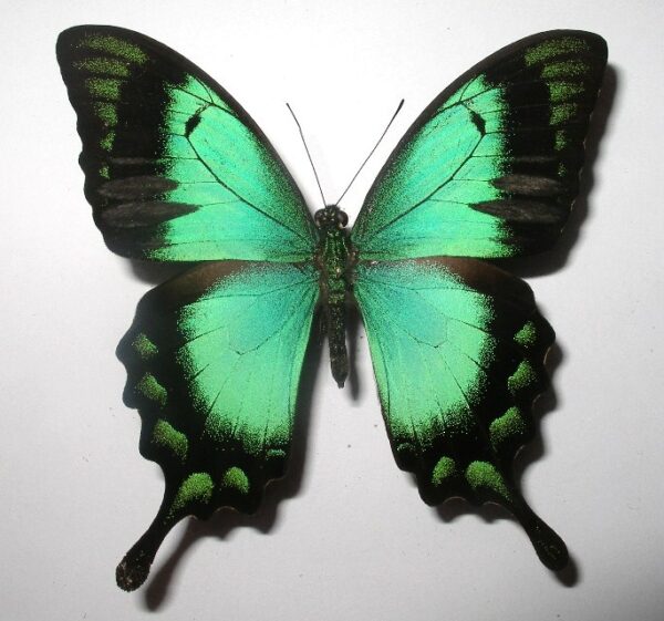 Achillides lorquinianus