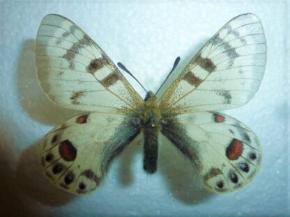 Parnassius chartonius kabiri