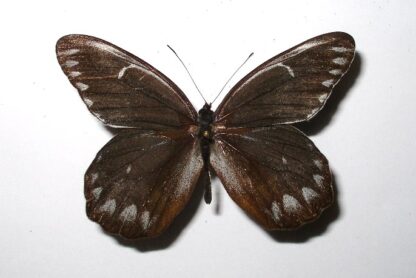 Delias benasu
