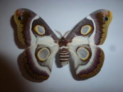 Epiphora bauhiniane