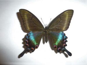 Achillide maackii