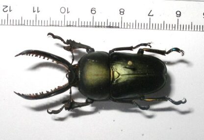 Lamprima adolphinae