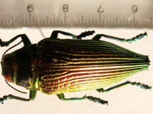 Psiloptera bicarinata