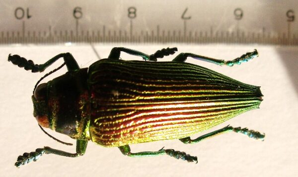 Psiloptera bicarinata