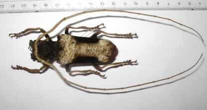 Petrogntha gigas
