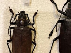 Titanus giganteus