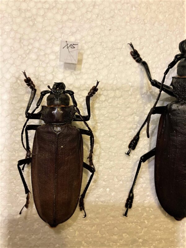 Titanus giganteus