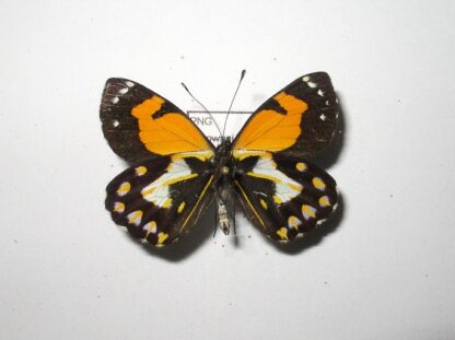 Delias hallstromi
